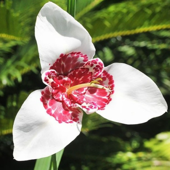 Тігрідія Біла