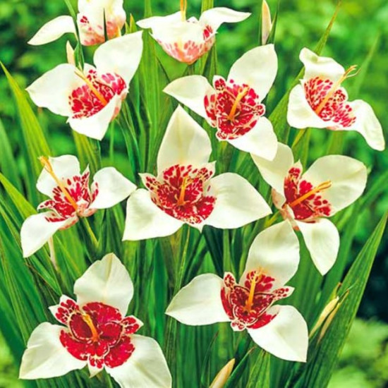 Тігрідія Біла