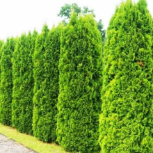 Туя Brabant (Брабант) контейнер 0.5 л