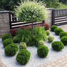 Туя Danica (Даника) контейнер 0.5 л