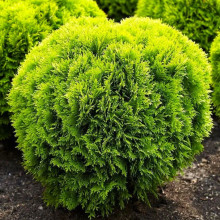 Туя Danica (Даника) контейнер 0.5 л