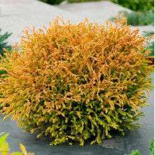 Туя Golden Tuffet туя (Голден Таффет) контейнер 0.5 л