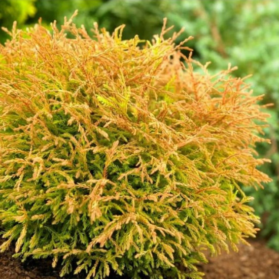 Туя Golden Tuffet туя (Голден Таффет) контейнер 0.5 л