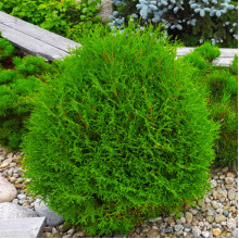 Туя західна Little Dorrit контейнер 0.5 л