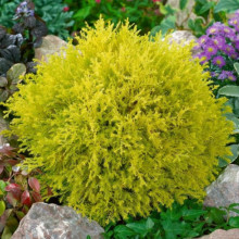 Туя Rheingold (Рейнголд) контейнер 0.5 л