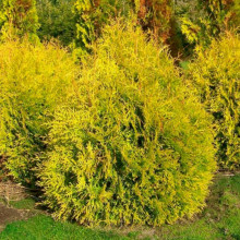 Туя Rheingold (Рейнголд) контейнер 0.5 л