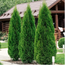 Туя Smaragd (Смарагд) контейнер 2.0 л