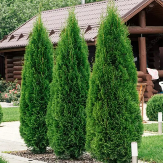 Туя Smaragd (Смарагд) контейнер 2.0 л