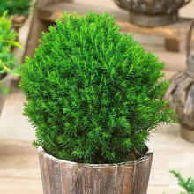 Туя Teddy (Тедді) контейнер 0.5 л