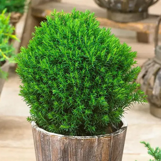 Туя Teddy (Тедді) контейнер 0.5 л