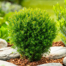 Туя Teddy (Тедді) контейнер 0.5 л