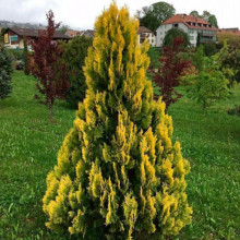 Туя Yellow Ribbon (Єллоу Ріббон) контейнер 2.0 л