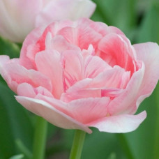 Тюльпан Махровий Angelique