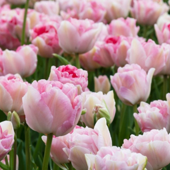 Тюльпан Махровий Angelique