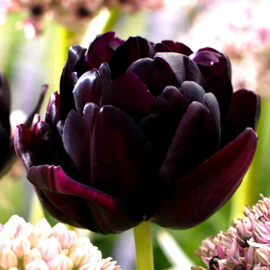 Тюльпан Махровий Black Hero