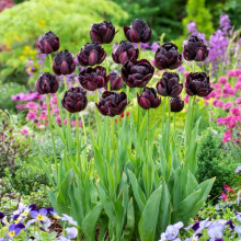 Тюльпан Махровий Black Hero