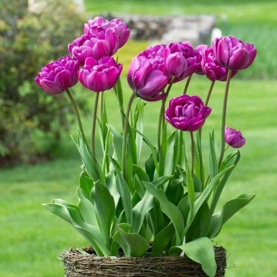 Тюльпан Махровий Blue Diamоnd