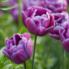 Тюльпан Махровий Blue Diamоnd