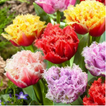 Тюльпан Махровий + Оторочений суміш