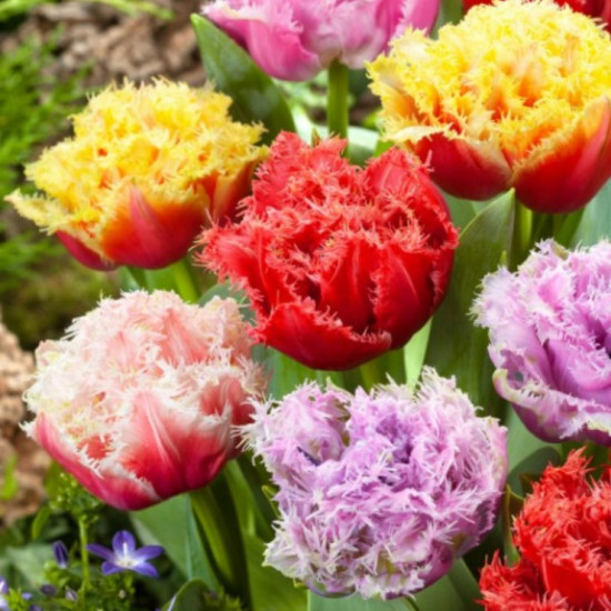 Тюльпан Махровий + Оторочений суміш