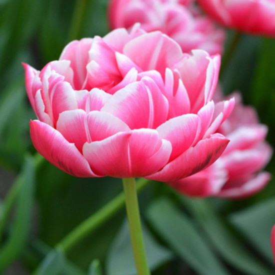 Тюльпан Махровий Columbus