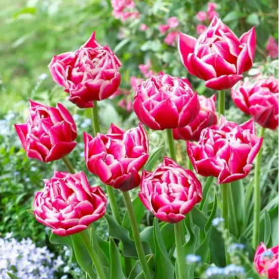 Тюльпан Махровий Columbus