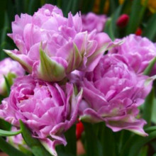 Тюльпан Махровий Double Price