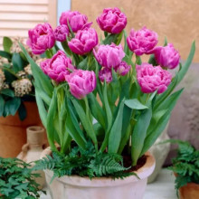 Тюльпан Махровий Double Price