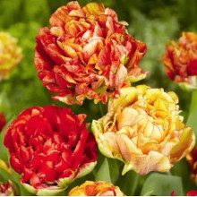 Тюльпан Махровий Gudoshnik Double