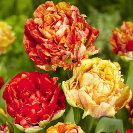 Тюльпан Махровий Gudoshnik Double