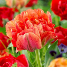 Тюльпан Махровий Gudoshnik Double