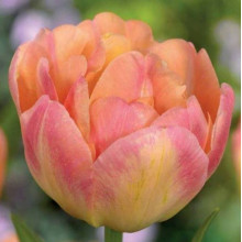 Тюльпан Махровий Happy Upstar