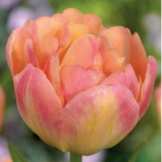 Тюльпан Махровий Happy Upstar