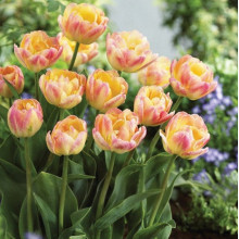 Тюльпан Махровий Happy Upstar