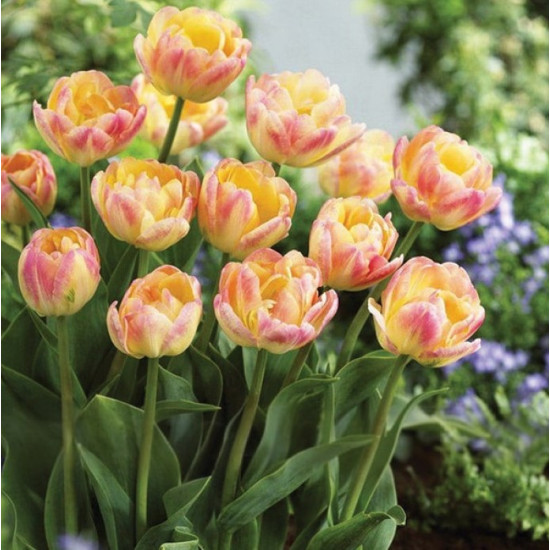 Тюльпан Махровий Happy Upstar