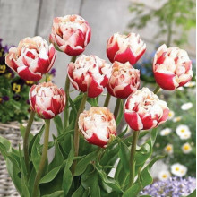 Тюльпан Махровий Horizon