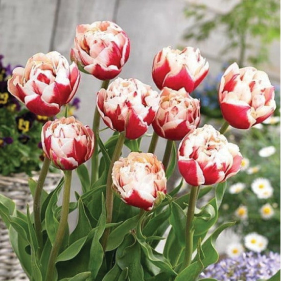 Тюльпан Махровий Horizon