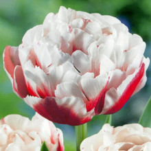 Тюльпан Махровий Horizon