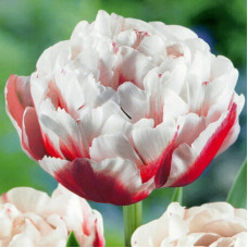 Тюльпан Махровий Horizon