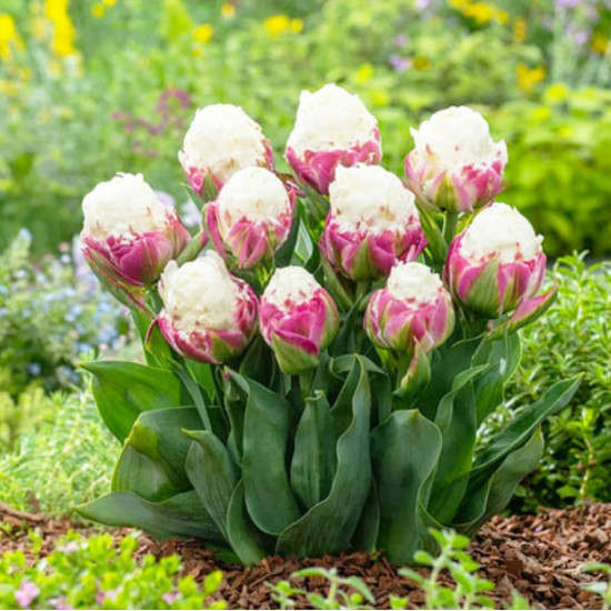 Тюльпан махровий Ice Cream