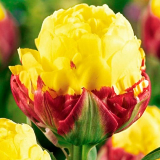 Тюльпан Махровий Ice Cream Banana