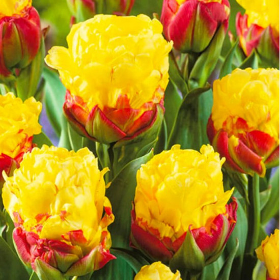 Тюльпан Махровий Ice Cream Banana