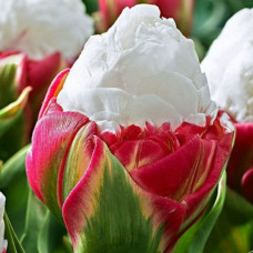 Тюльпан махровий Ice Cream