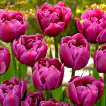 Тюльпан Махровий Margarita