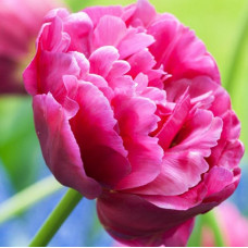 Тюльпан Махровий Margarita