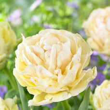 Тюльпан Махровий Piste