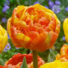 Тюльпан Махровий + Багатоквітковий Double Beauty of Apeldoorn