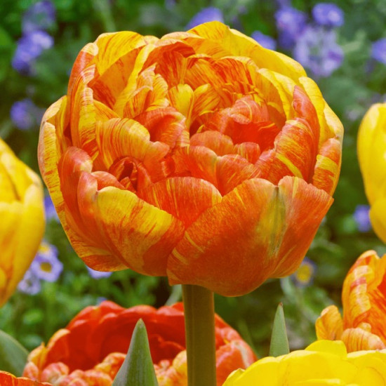Тюльпан Махровий + Багатоквітковий Double Beauty of Apeldoorn