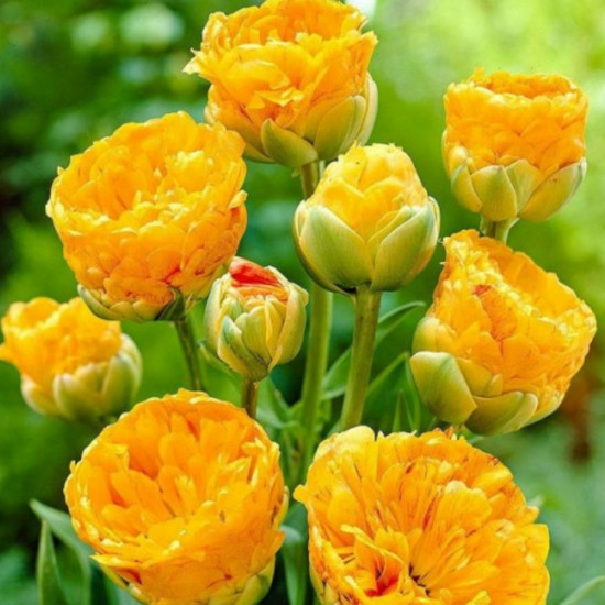 Тюльпан Махровий + Багатоквітковий Double Beauty of Apeldoorn