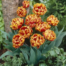 Тюльпан Махровий Allegretto